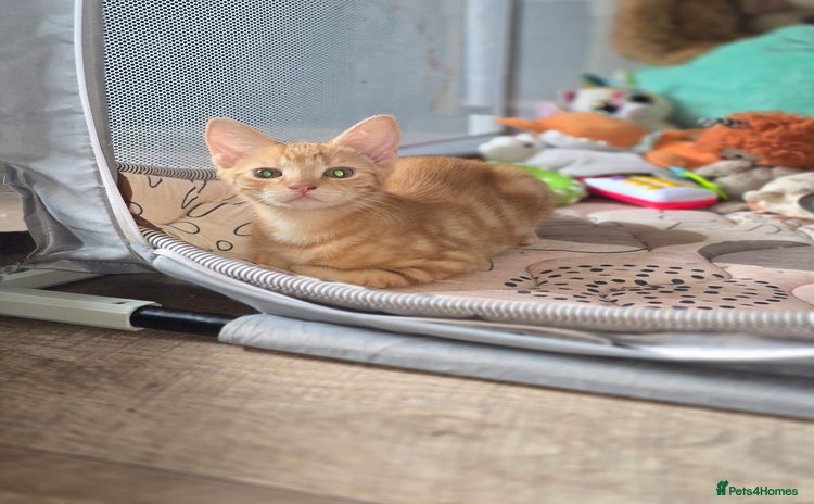 Mixed Breed cats - Advert 14