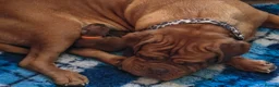 Dogue De Bordeaux dogs for sale: Stunning KC registered Dogue de Bordeaux  in Selby - Advert 4