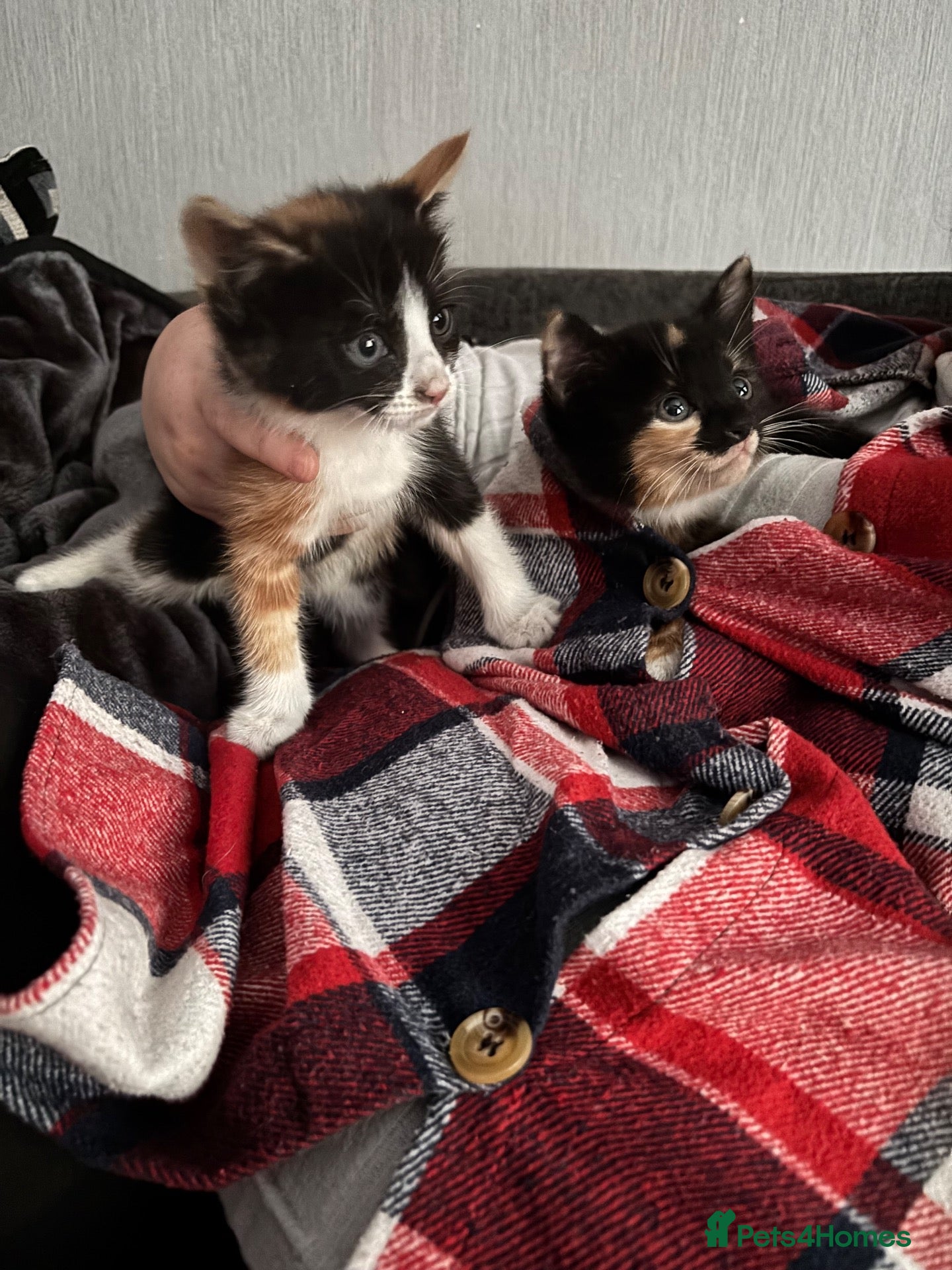 Mixed Breed cats Kittens  - Advert 2