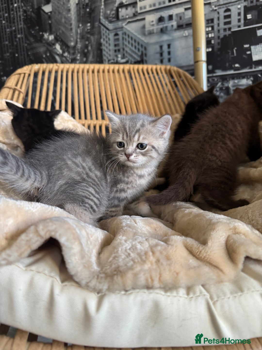 British Shorthair cats for sale: 2 Outstanding BSHLitter Chinchilla &Classic Lines) - Advert 21