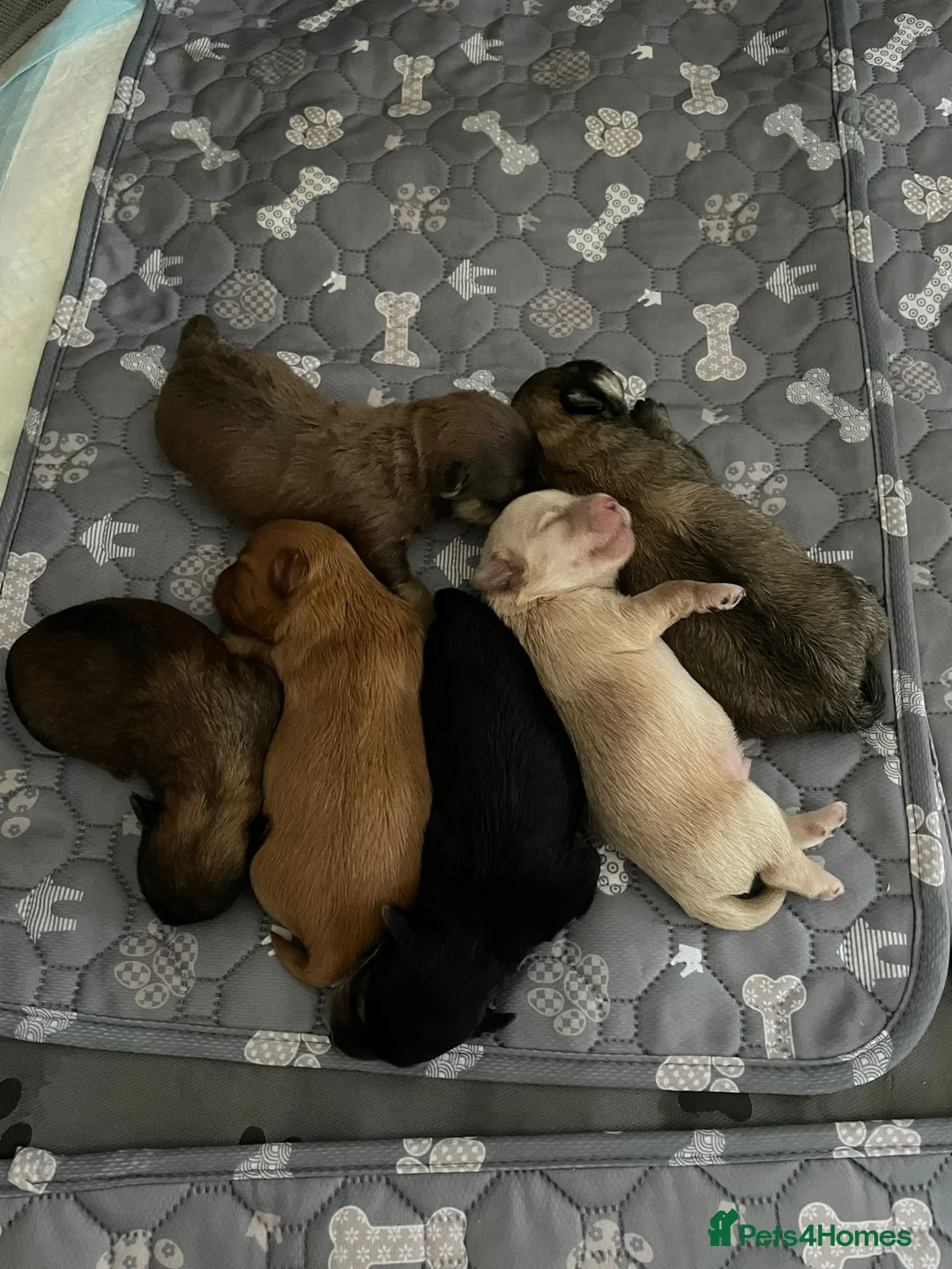 Yorkshire Terrier dogs for stud: Yorkshire terrier for stud - Advert 8