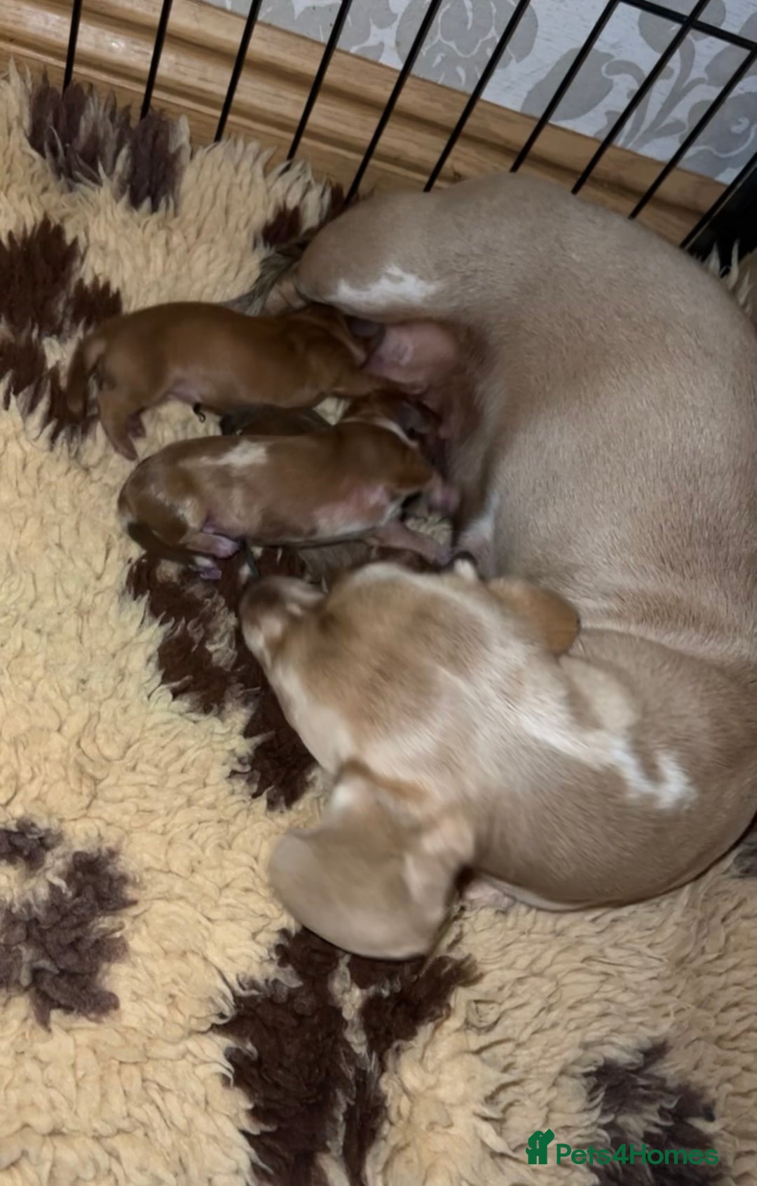 Dachshund dogs for sale: READY NOW OUTSTANDING PUPPIES  - Advert 2
