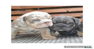 English Bulldog dogs - Advert 1