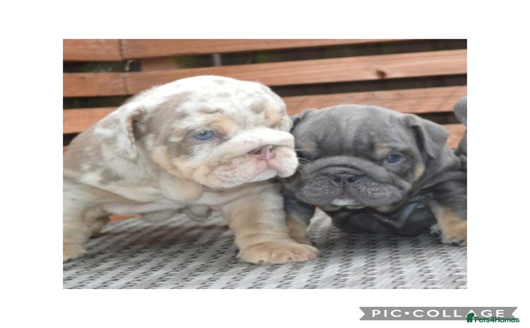 English Bulldog dogs - Advert 4
