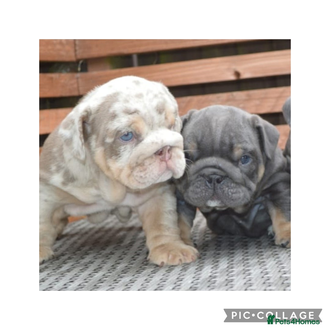 English Bulldog dogs for sale: Outstanding English bulldog puppies  - Image 2