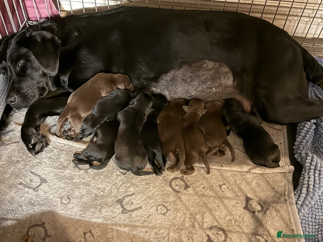 Labrador Retriever dogs for sale: Beautiful Labrador puppies  in Southampton - Advert 1
