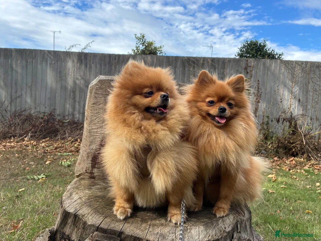 Pomeranian dogs for sale: pablo and poppy in Buckingham - Advert 1