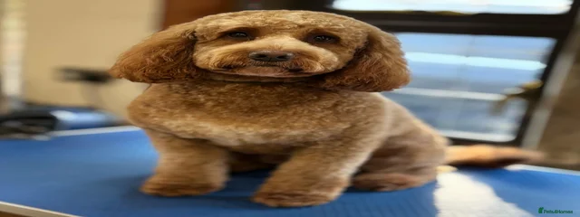 Harvey
