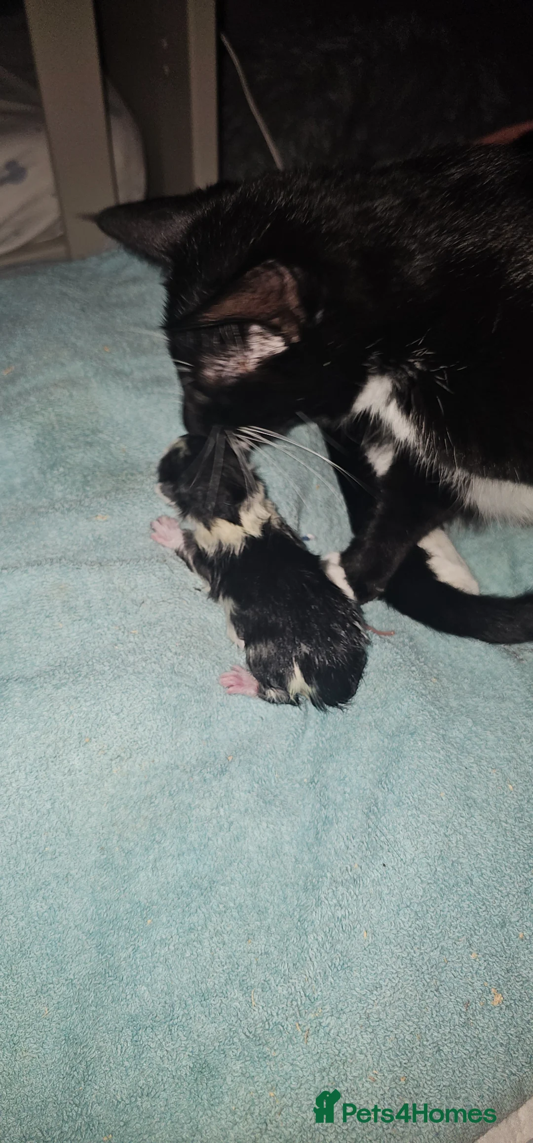 British Shorthair cats for sale: Beautiful kittens  - Advert 19