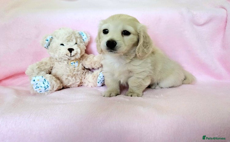 Miniature Dachshund dogs - Advert 2