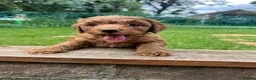 Cockapoo dogs for sale: Cockapoo Puppies- only 1 remaining - ready now  - Advert 36