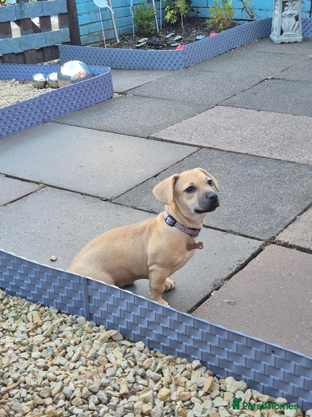Mixed Breed dogs for sale: Dachshound x frenchie - Advert 2