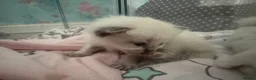 Ragdoll cats for sale: Ragdoll Kittens in Brighton - Advert 26