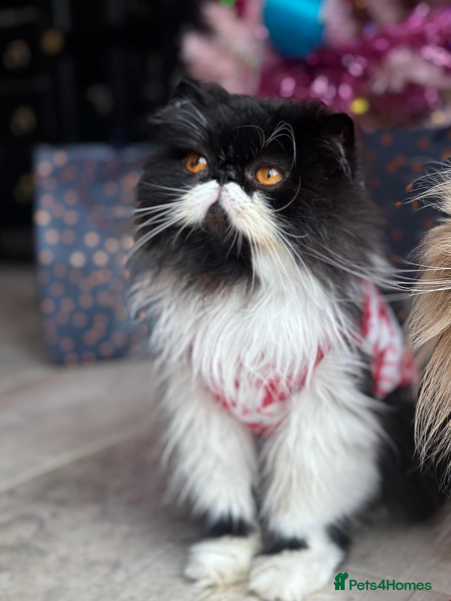 Persian cats 7 year old Male cat  - Advert 1