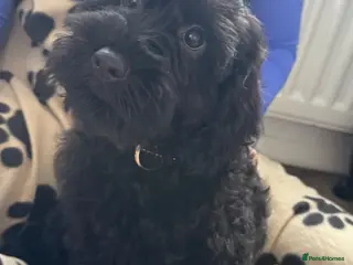 Cockapoo dogs Cockapoo puppies - Advert 6