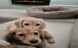 Miniature Dachshund dogs for sale: Miniature dachshunds Long haired cream KC reg  - Image 27