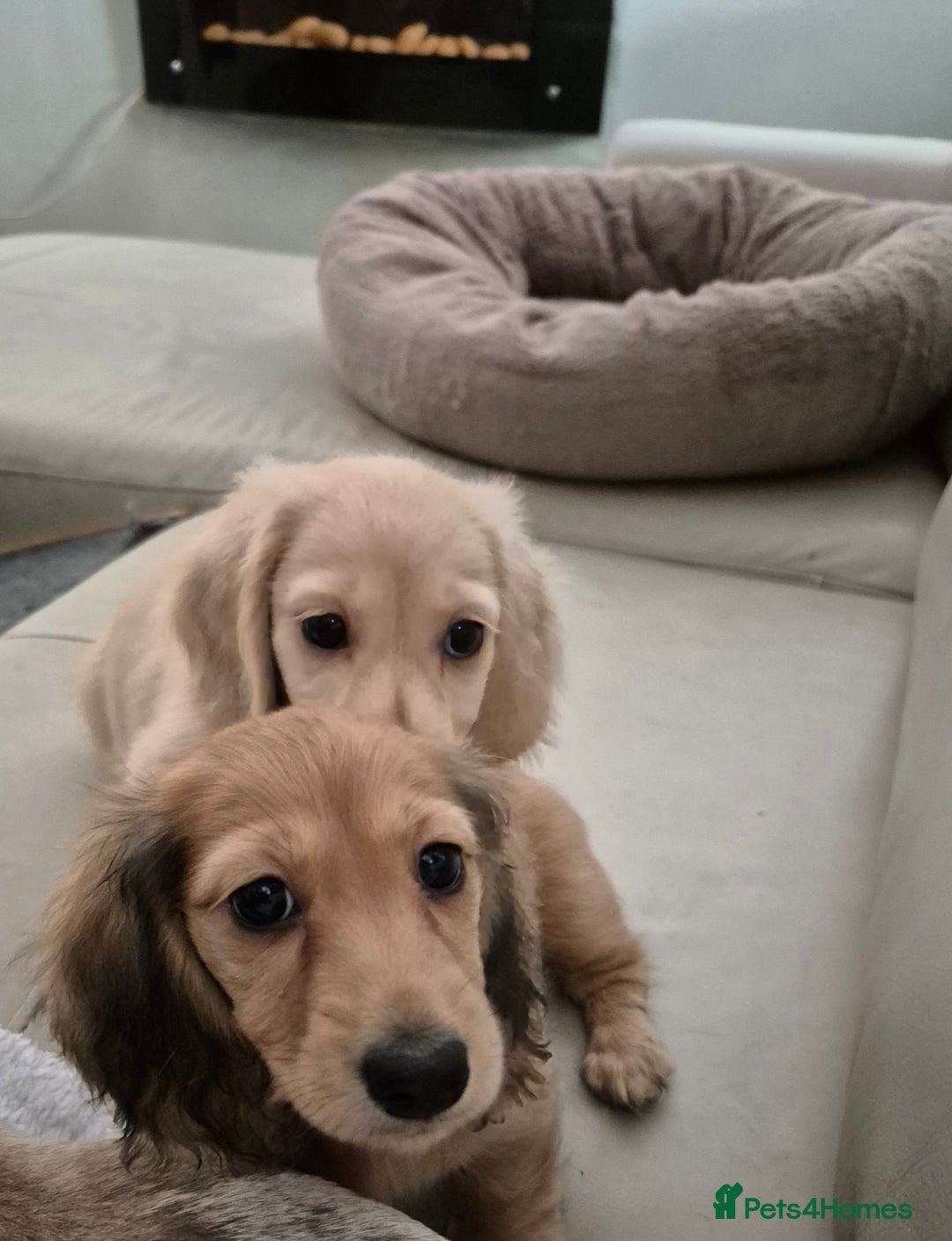 Miniature Dachshund dogs for sale: Miniature dachshunds Long haired cream KC reg  - Image 27
