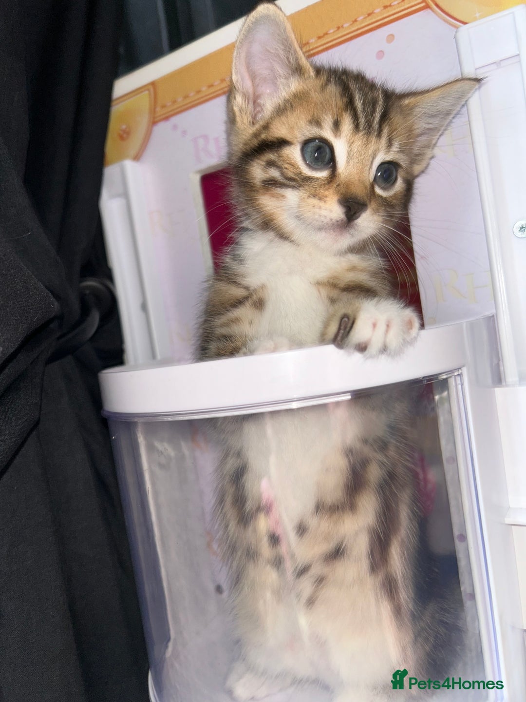 Bengal cats for sale: Bengal Cross - Image 4
