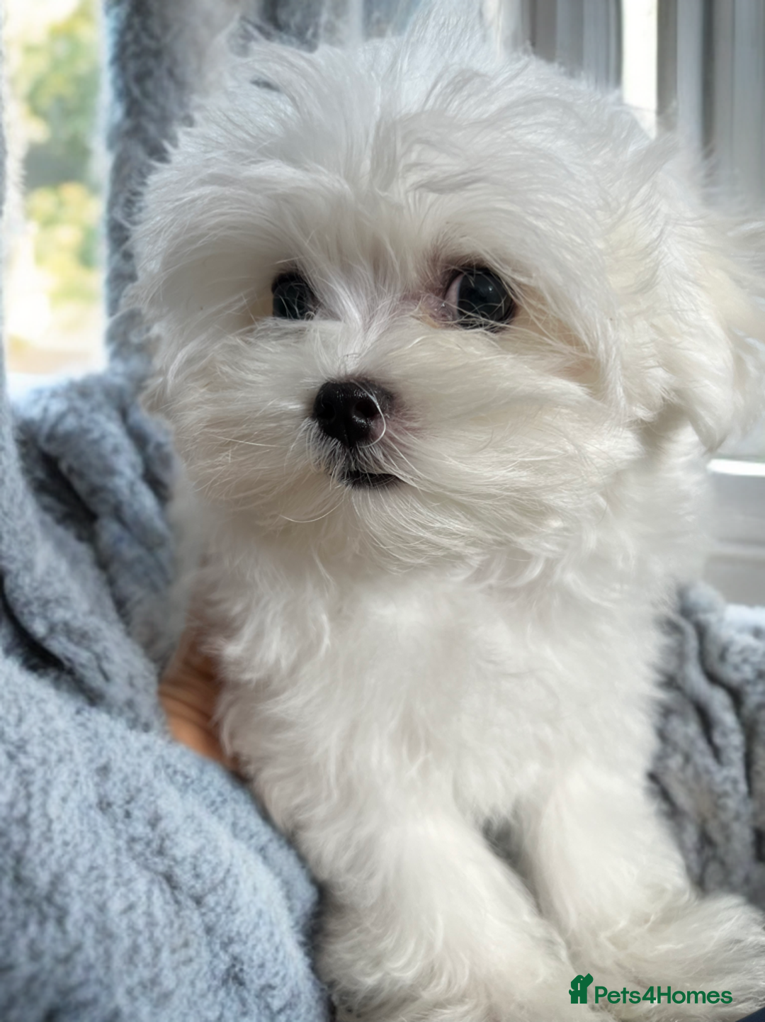 Maltese dogs for sale: Beautiful Korean Maltese puppies  - Image 6