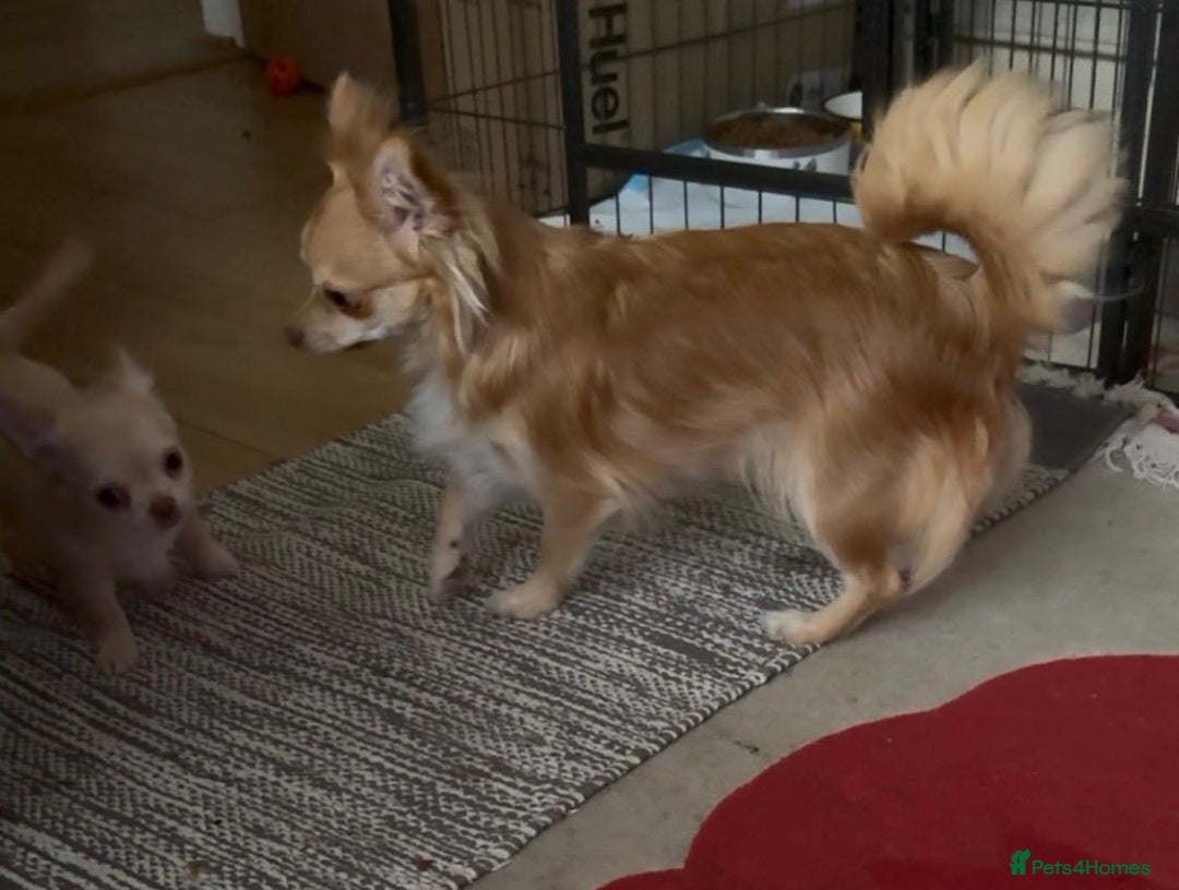 Chihuahua dogs for sale: CHIHUAHUA boys ready - Advert 2