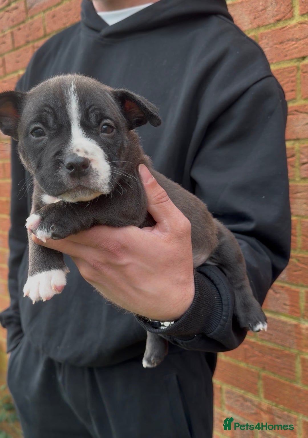 American Bully dogs for sale: American Pocket Bully VERY HIGH QUALITY  - Advert 7