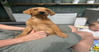 Labrador Retriever dogs in Blackpool - Advert 15