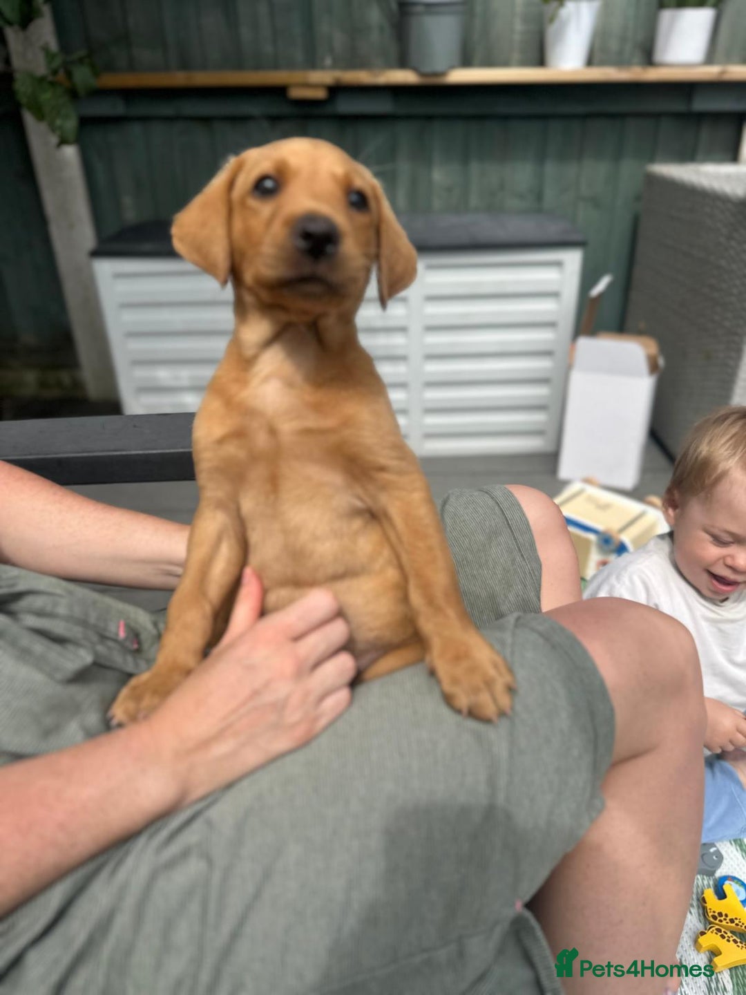 Labrador Retriever dogs for sale: Labrador 2 x boys left FTW Drakeshead Flycatcher   in Blackpool - Image 3