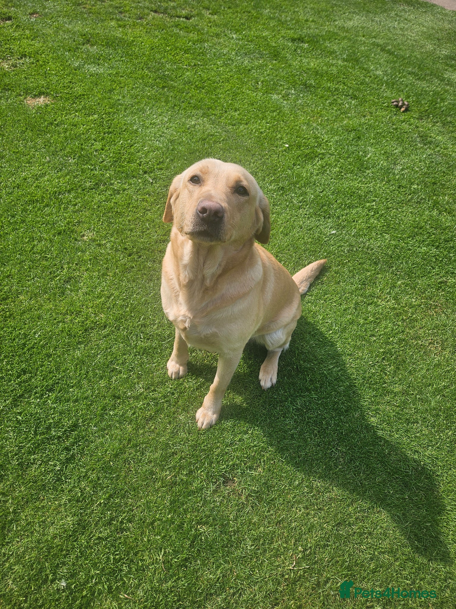 Labrador Retriever dogs Gorgeous baby Labradors  - Advert 1
