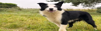 Border Collie 1