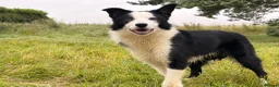 Border Collie dogs for sale: Thistledo Tam in Banff - Advert 1