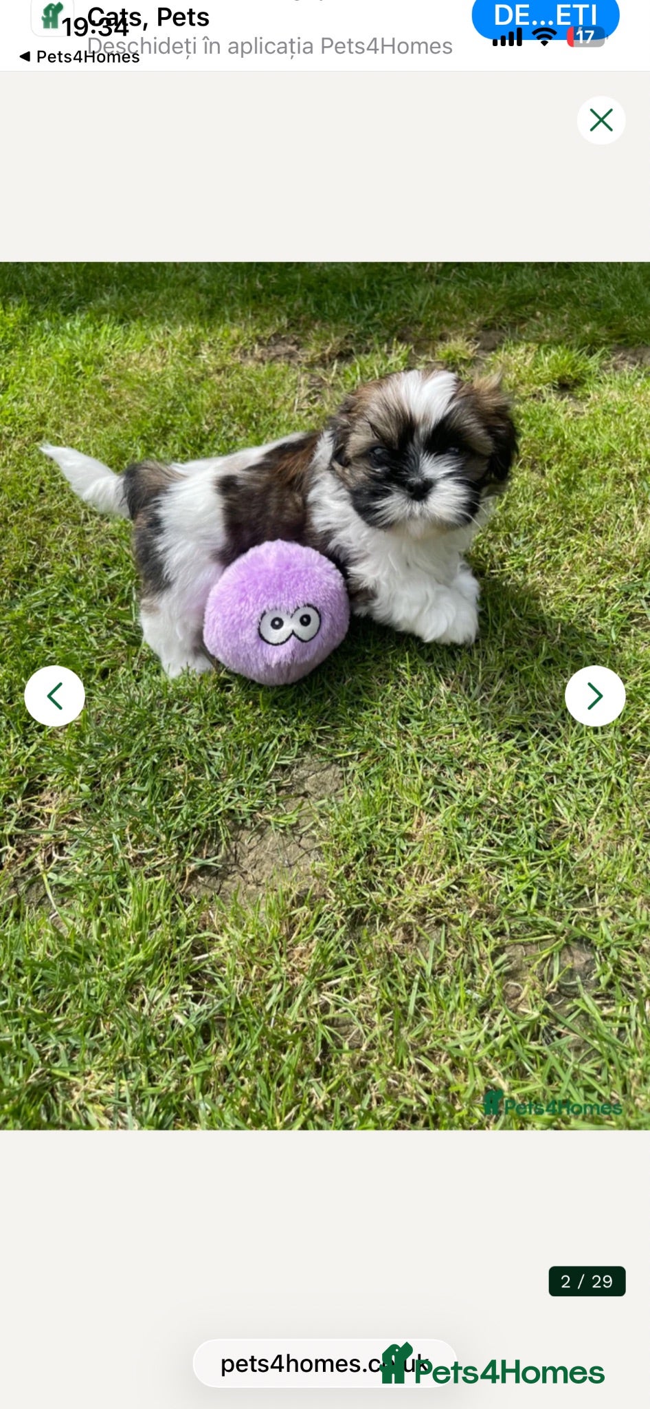 Shih Tzu dogs Imperial Shihtzu puppies for sale  - Advert 1