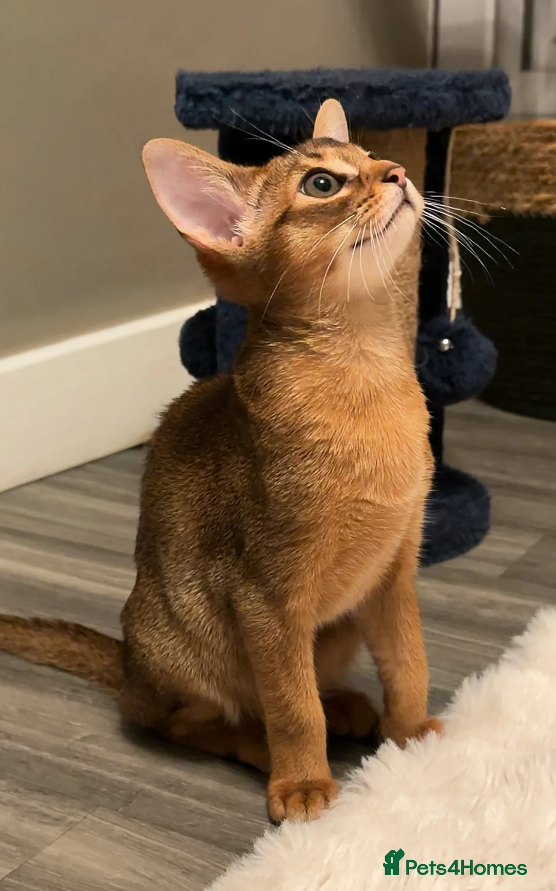 Abyssinian cats for sale: Champion Line Pedigree Abyssinian Kittens  - Advert 23