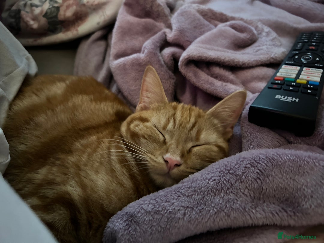 Domestic Shorthair cats for sale: 3 ginger kittens  - Image 10