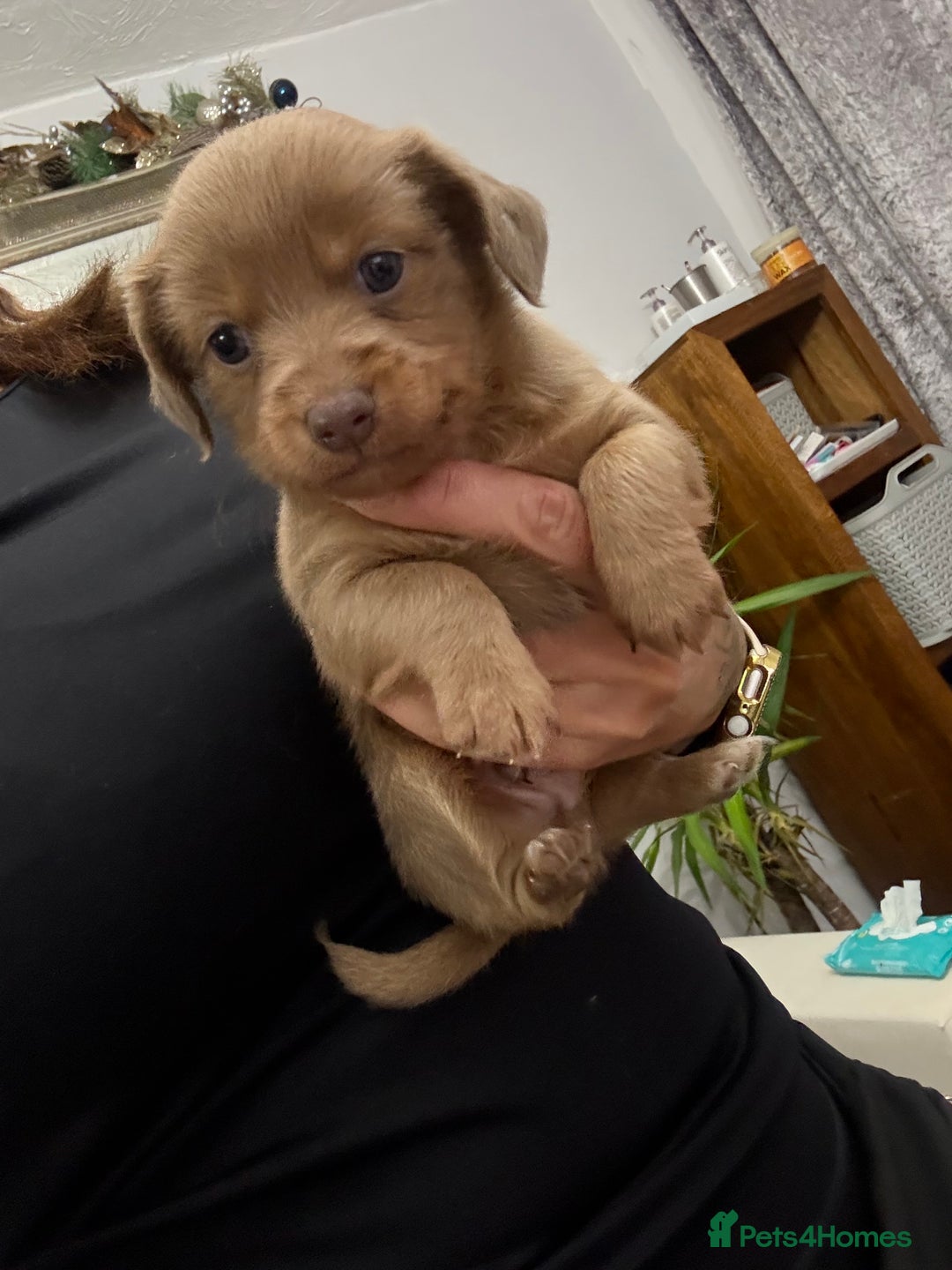 Mixed Breed dogs for sale: Xxx TINY dachshund x chihuahua puppies xxx - Advert 30