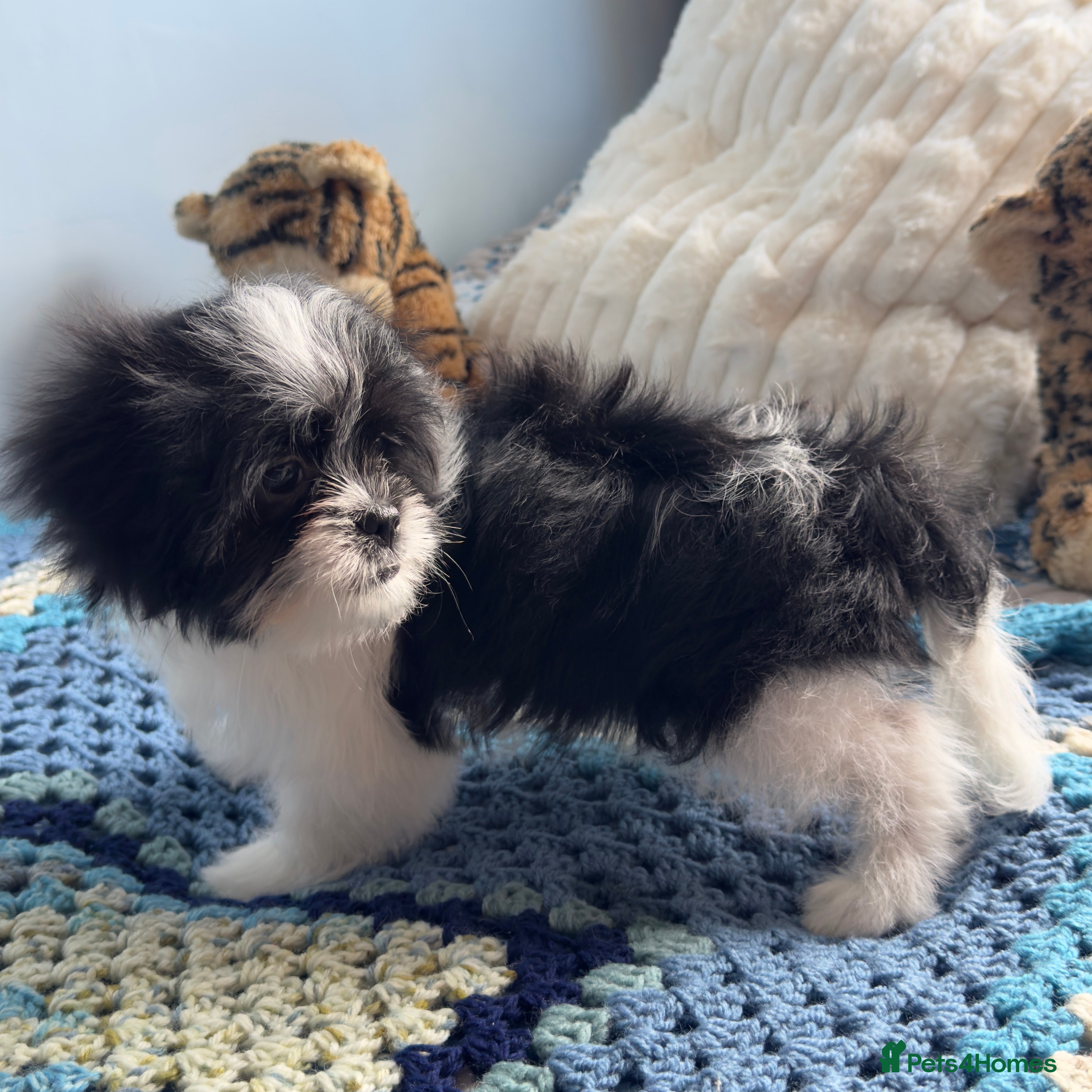 Mixed Breed dogs Japanese chin x Maltese terrier Jatese toy breed) - Advert 1