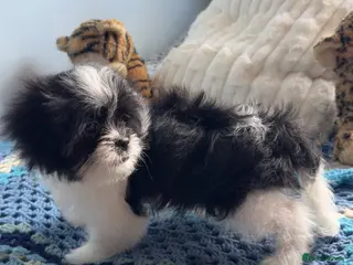 Mixed Breed dogs Japanese chin x Maltese terrier Jatese toy breed) - Advert 12