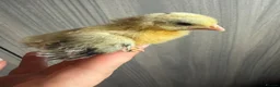 Chickens poultry for sale: Serama hatching eggs  - Advert 3