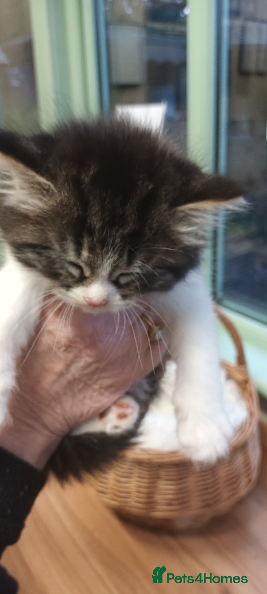 Mixed Breed cats for sale: GORGEOUS KITTENS FOR SALE - Advert 9