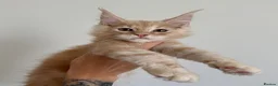 Maine Coon cats for sale: Champion line kittens 🥰 - Advert 11