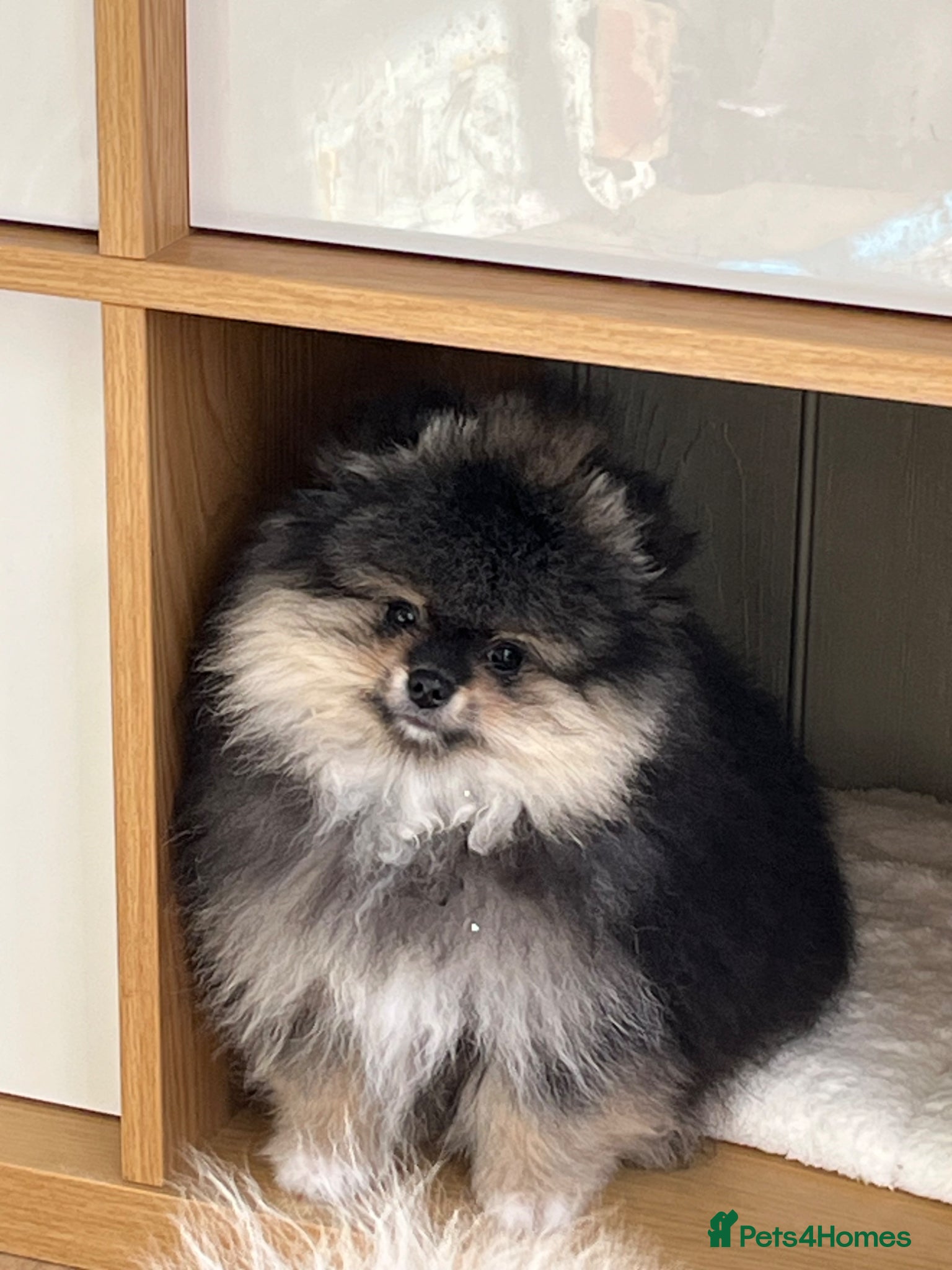 Pomeranian dogs Pom Puppies from Five Star breeder  - Advert 3