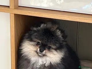 Pomeranian dogs Pom Puppies from Five Star breeder - Advert 3