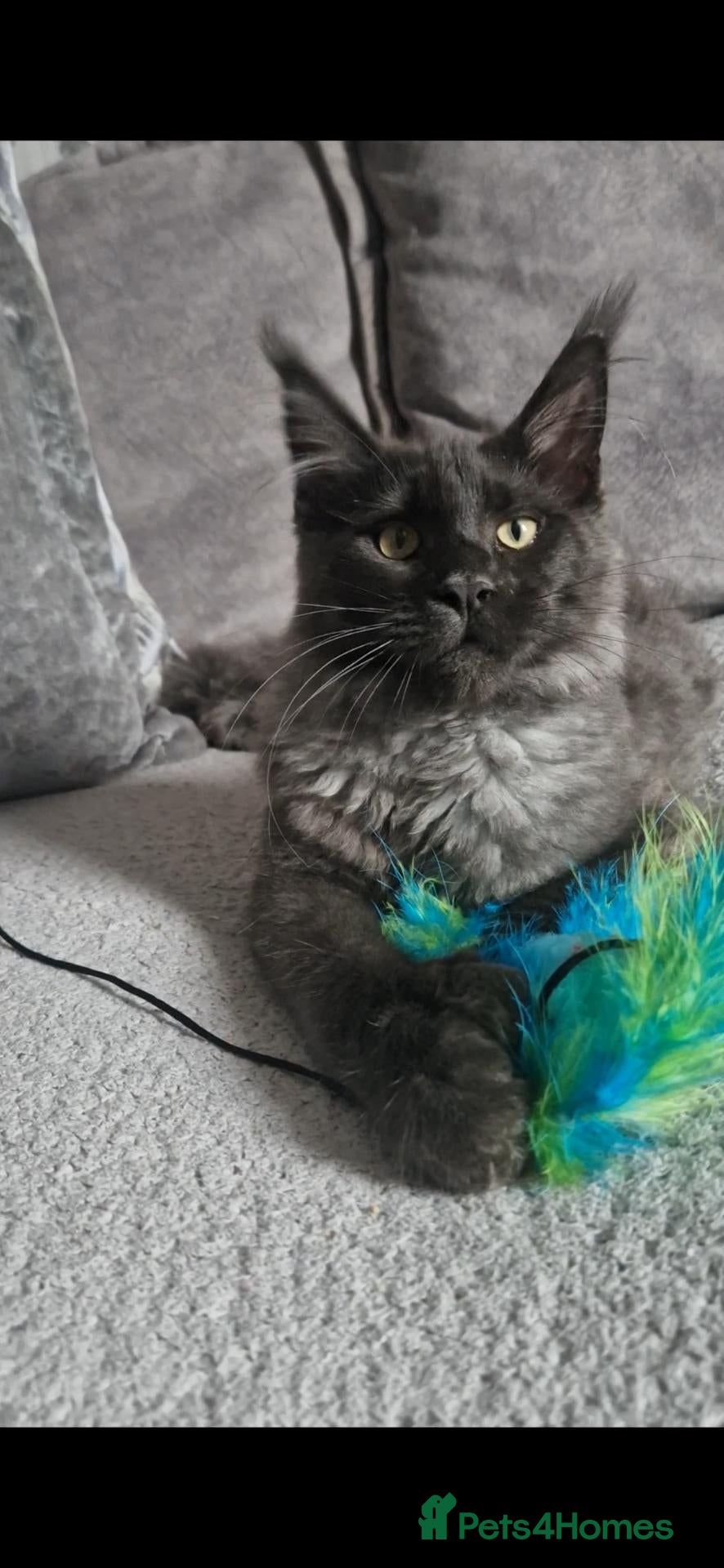 Maine Coon cats Polydactal male kitten  - Advert 1