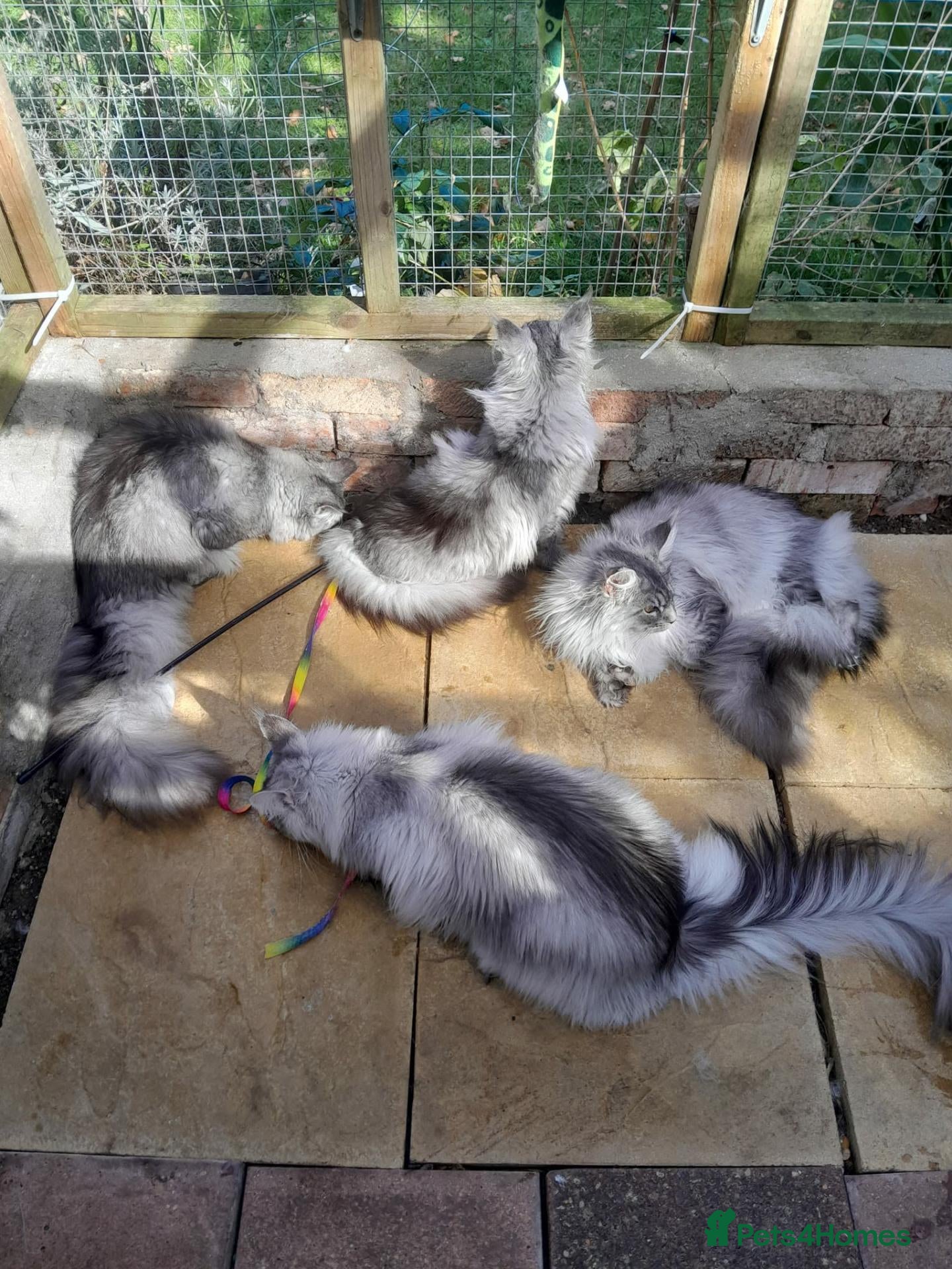 Maine Coon cats black silver ticked girl ns25 - Advert 2