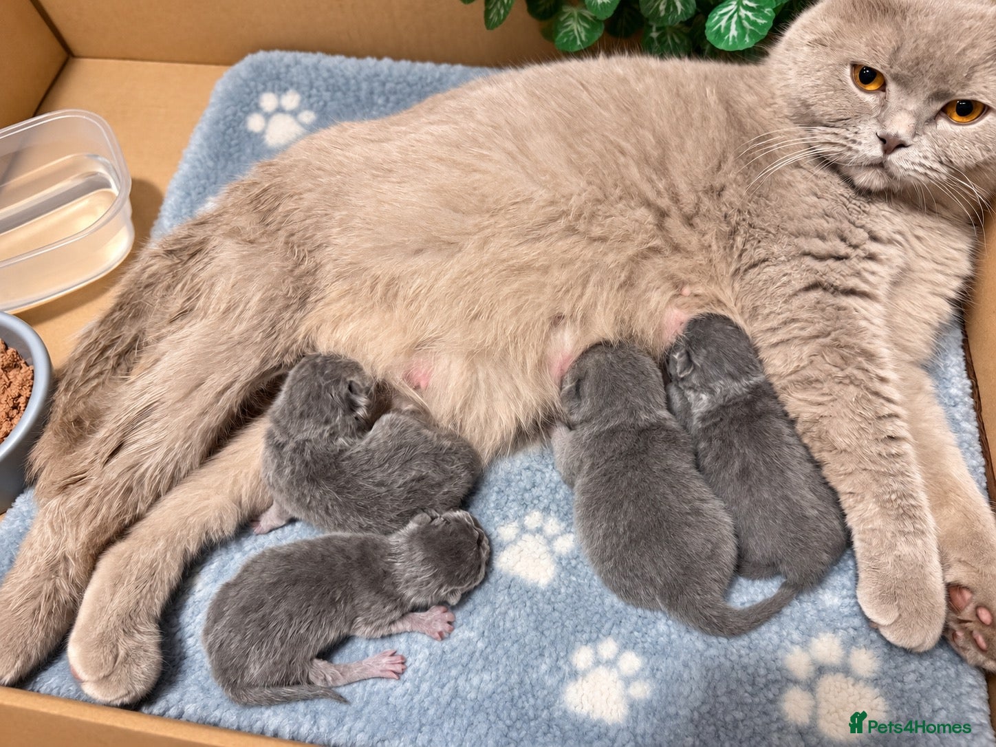 British Shorthair cats Beautiful Litter of Blue BSH Kittens  - Advert 4