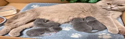 British Shorthair cats for sale: Beautiful Litter of Blue BSH Kittens  - Advert 1