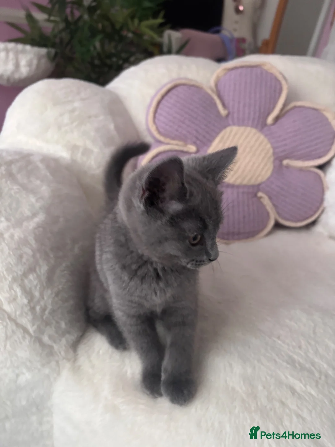 British Shorthair cats for sale: Male British blue shorthair kitten  - Advert 4