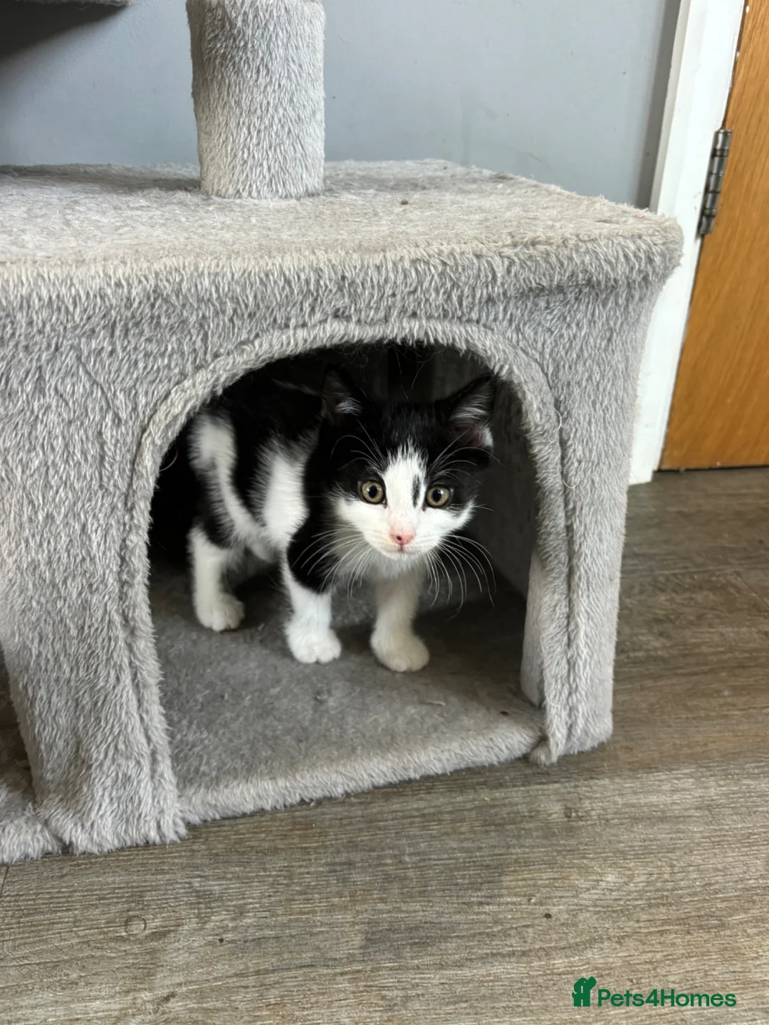 British Shorthair cats for sale: 2 boy British short haired  - Advert 2