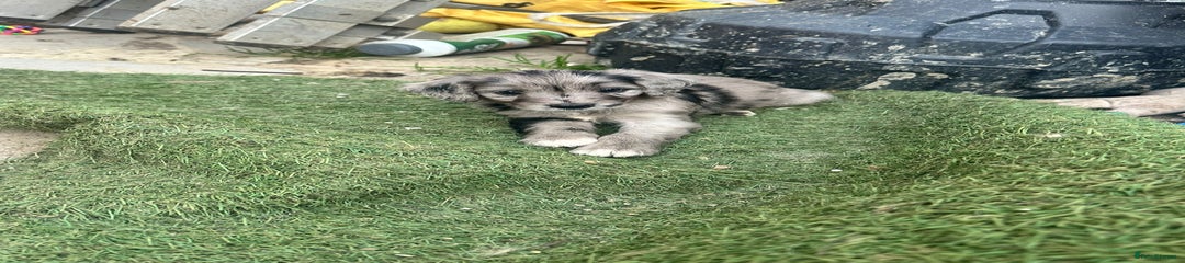 Sproodle Puppy 6