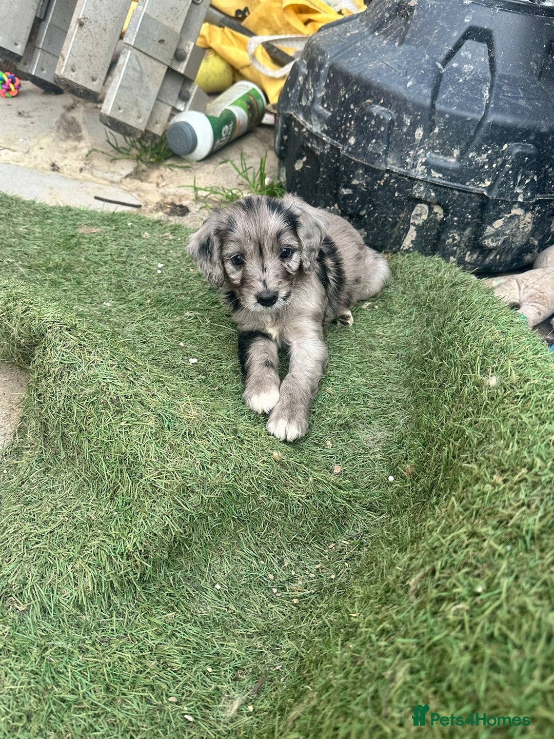 Sproodle dogs for sale: F1 Sproodle Puppies  - Image 4