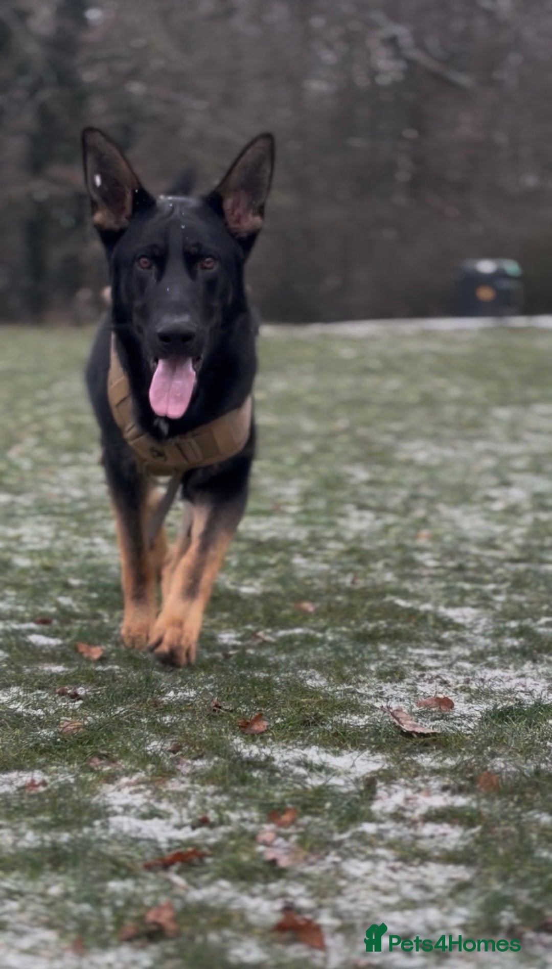 German Shepherd dogs for sale: Working line German shepherd GSD - Advert 3